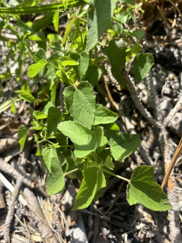 Saltmarsh mallow (Kosteletzkya pentacarpos)