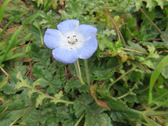 Nemophila menziesii menziesii