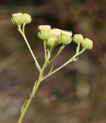 Senecio chrysocoma