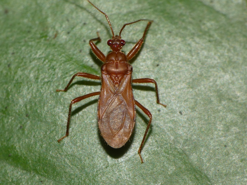 Neosantosia
