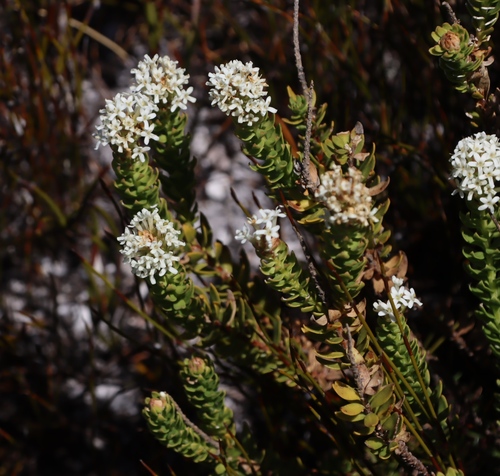 Microdon parviflorus (Microdon parviflorus)