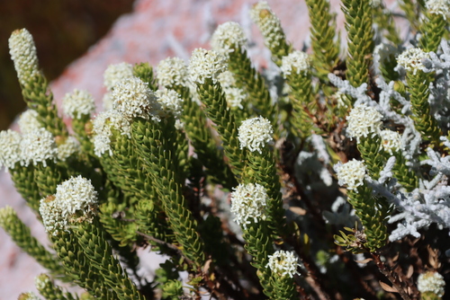 Ovalleaf Catstailbush (Microdon parviflorus)