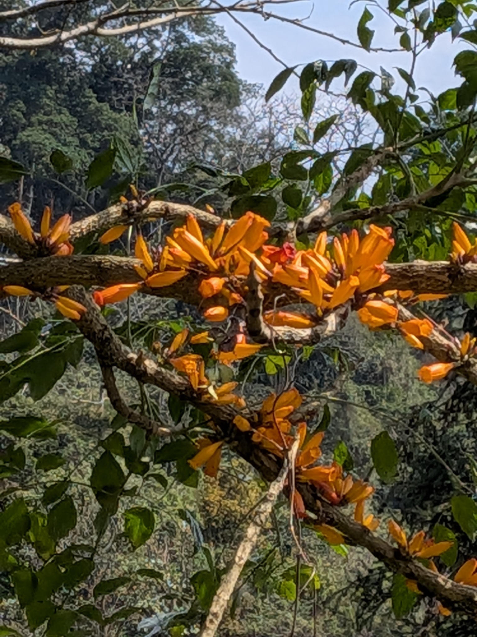 Radermachera ignea (Radermachera ignea)