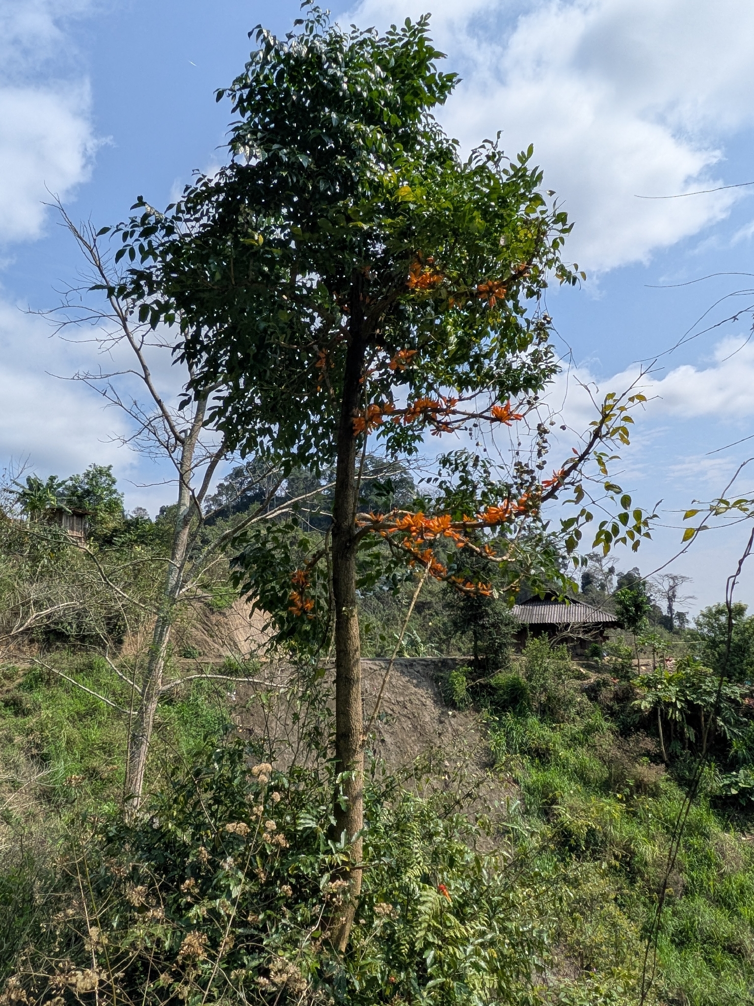 Radermachera ignea — ảnh 2