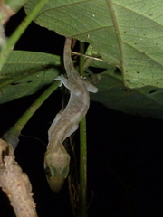 Cyrtodactylus jellesmae