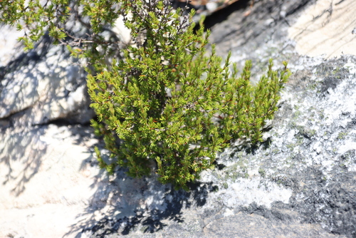 Fine Caperose (Cliffortia tuberculata)