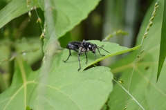 Sphex latro