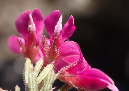 Ginger Indigo (Indigofera rhodantha)