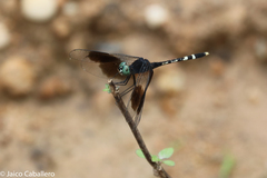 Erythrodiplax attenuata