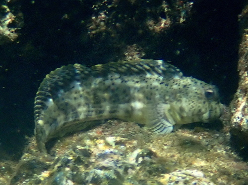 Entomacrodus decussatus observed 2026-03-10