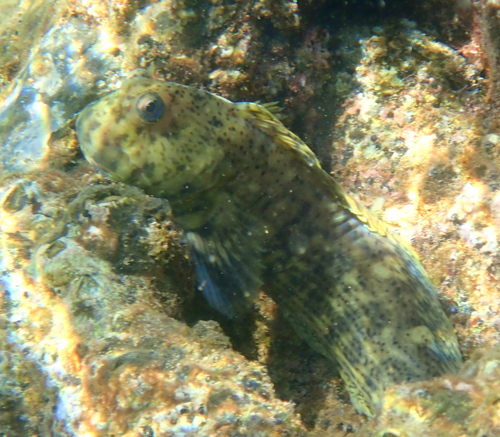Entomacrodus decussatus observed 2026-03-10