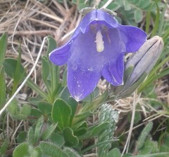 Campanula tridentata, photograph (c) нина рафаиловна, some rights reserved (CC BY)