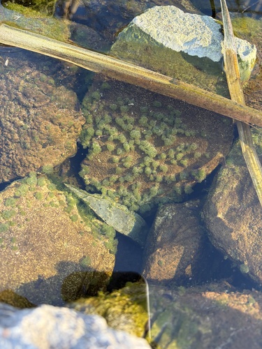 Gloeotrichia echinulata, 2026-03-09