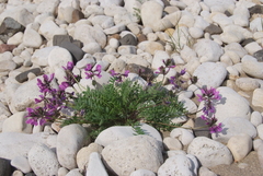 Oxytropis czekanowskii