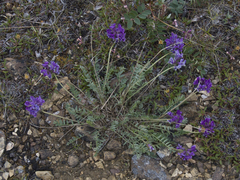 Oxytropis czekanowskii