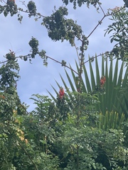 Angiospermae