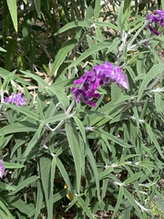 Angiospermae