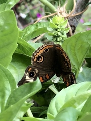 Junonia coenia coenia