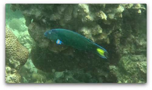 Moon Wrasse