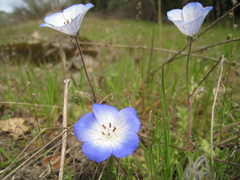 Nemophila menziesii menziesii