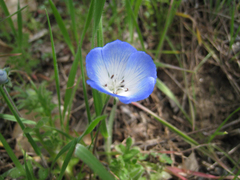 Nemophila menziesii menziesii