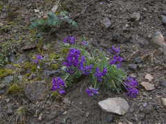 Oxytropis czekanowskii