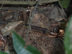 Eutropis rudis