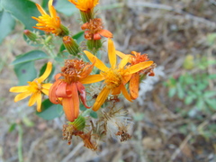 Pseudogynoxys haenkei