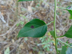 Pseudogynoxys haenkei