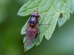 Rhingia