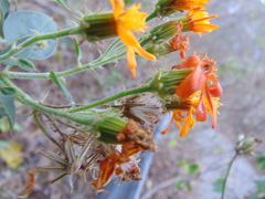 Pseudogynoxys haenkei