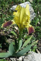 Iris pseudopumila pseudopumila
