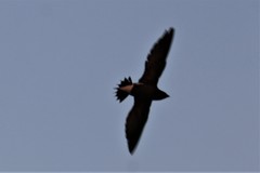 Hirundapus giganteus