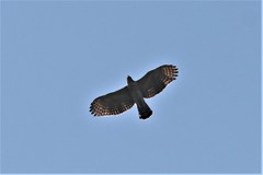Nisaetus nipalensis