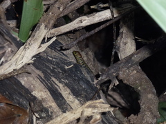 Sphenomorphus tropidonotus