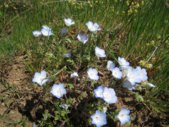 Nemophila menziesii menziesii