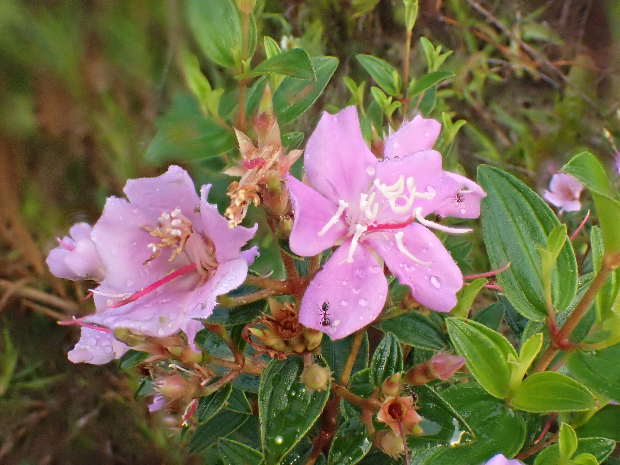 Tibouchina aspera