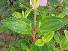 Tibouchina aspera, photograph author not stated, no rights reserved