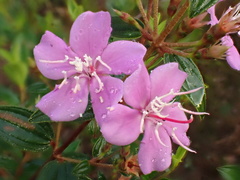 Tibouchina aspera, photograph author not stated, no rights reserved