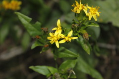 Barkleyanthus salicifolius
