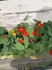 Tropaeolum majus