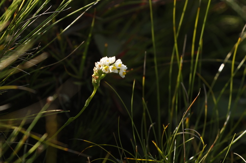 Alpine Splitlip Orchid (Schizochilus angustifolius)