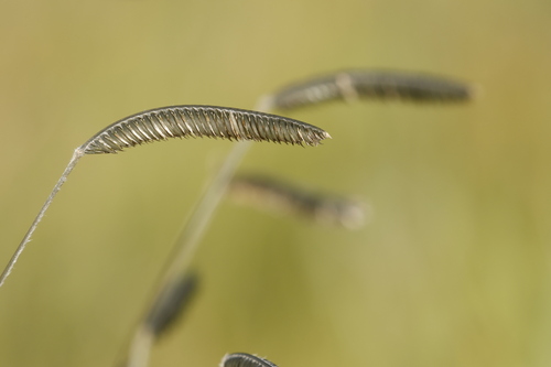 Caterpillar Grass (Harpochloa falx)