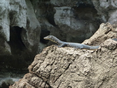 Varanus togianus