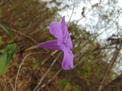 Ruellia breedlovei
