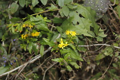 Barkleyanthus salicifolius