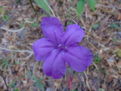 Ruellia breedlovei