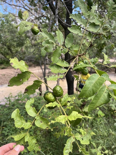 Burdekin Plum