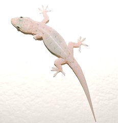 Hemidactylus aquilonius
