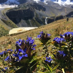 Gentiana septemfida